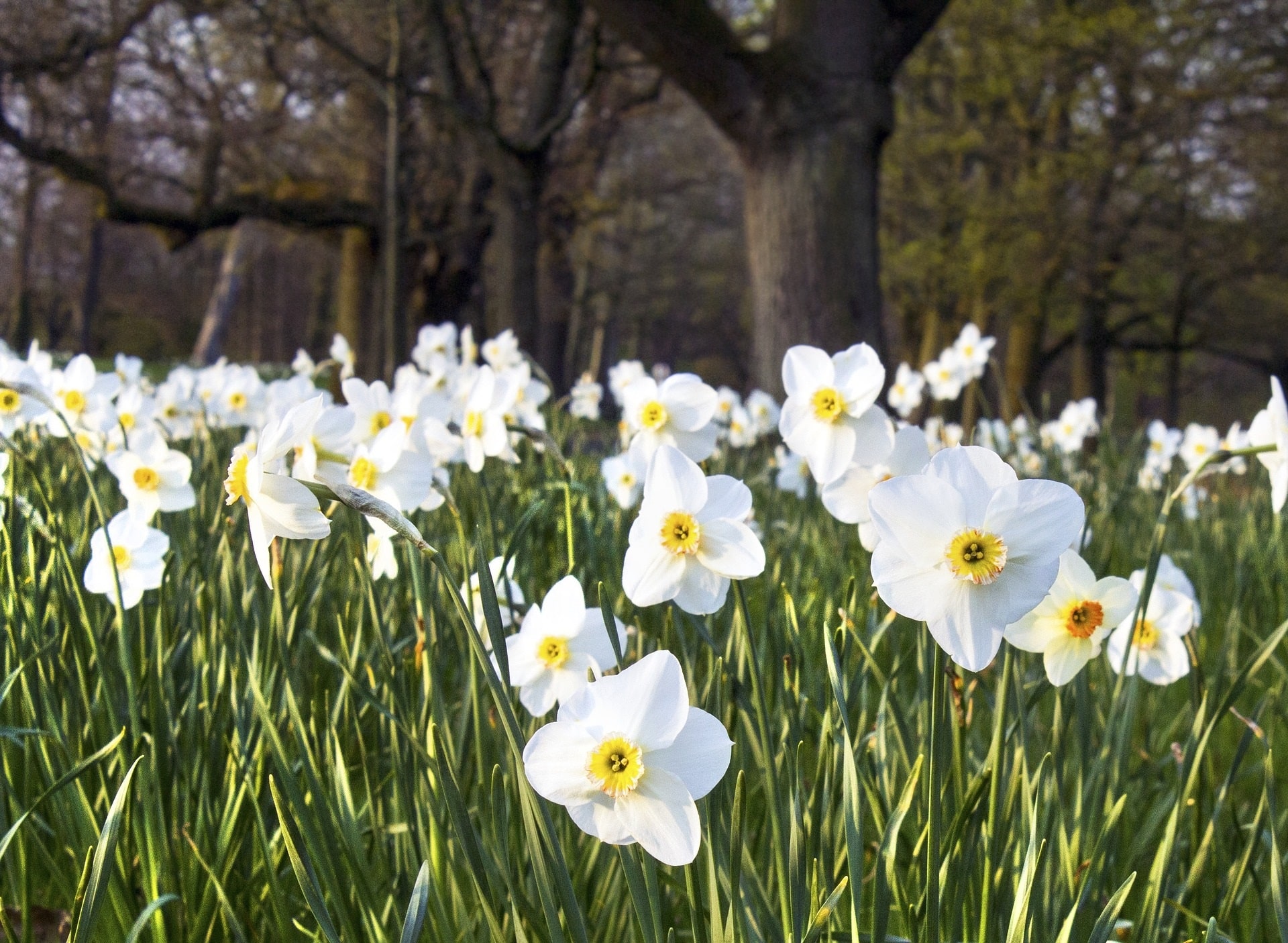 lentekriebels spring fever