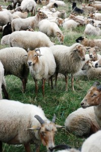 vachtvilten vachtkleed heideschaap