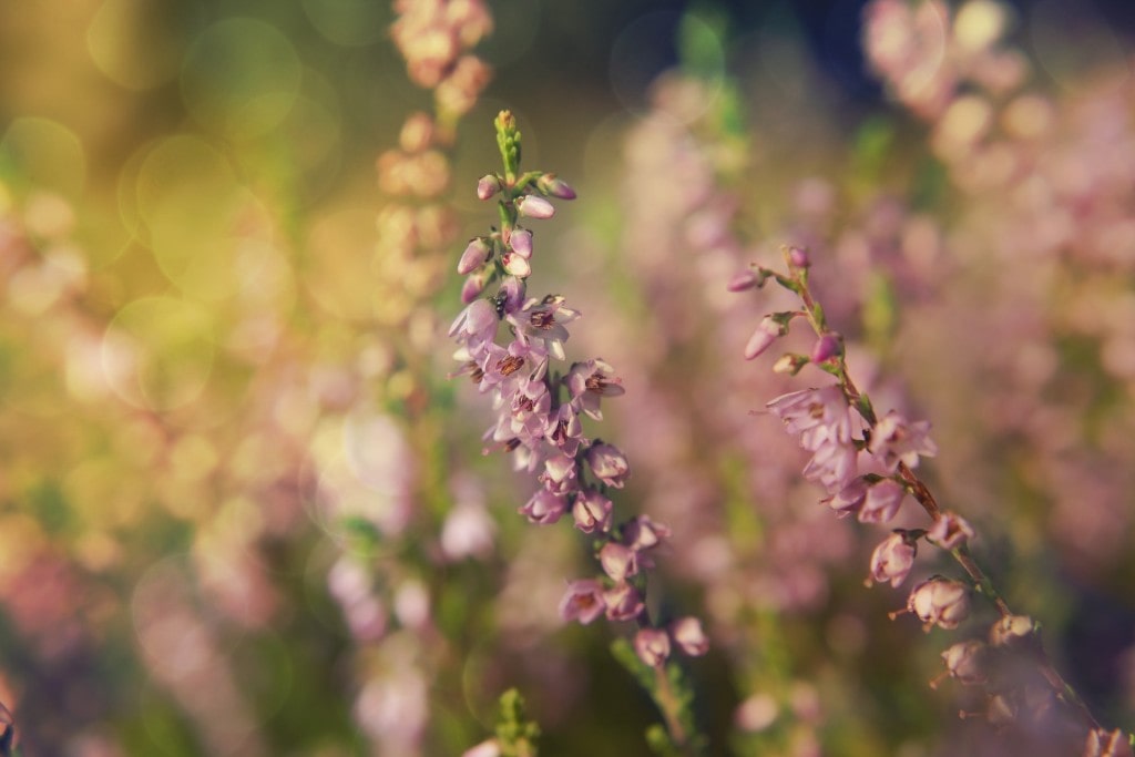 the-background-893700_1920