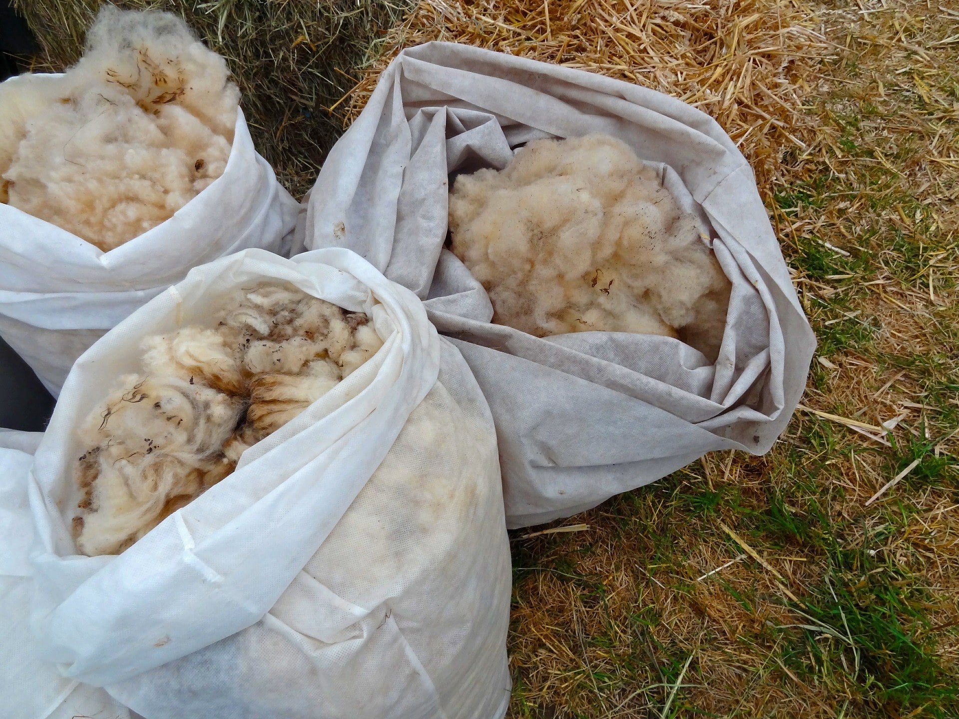 sheeps-wool-563003_1920.jpg