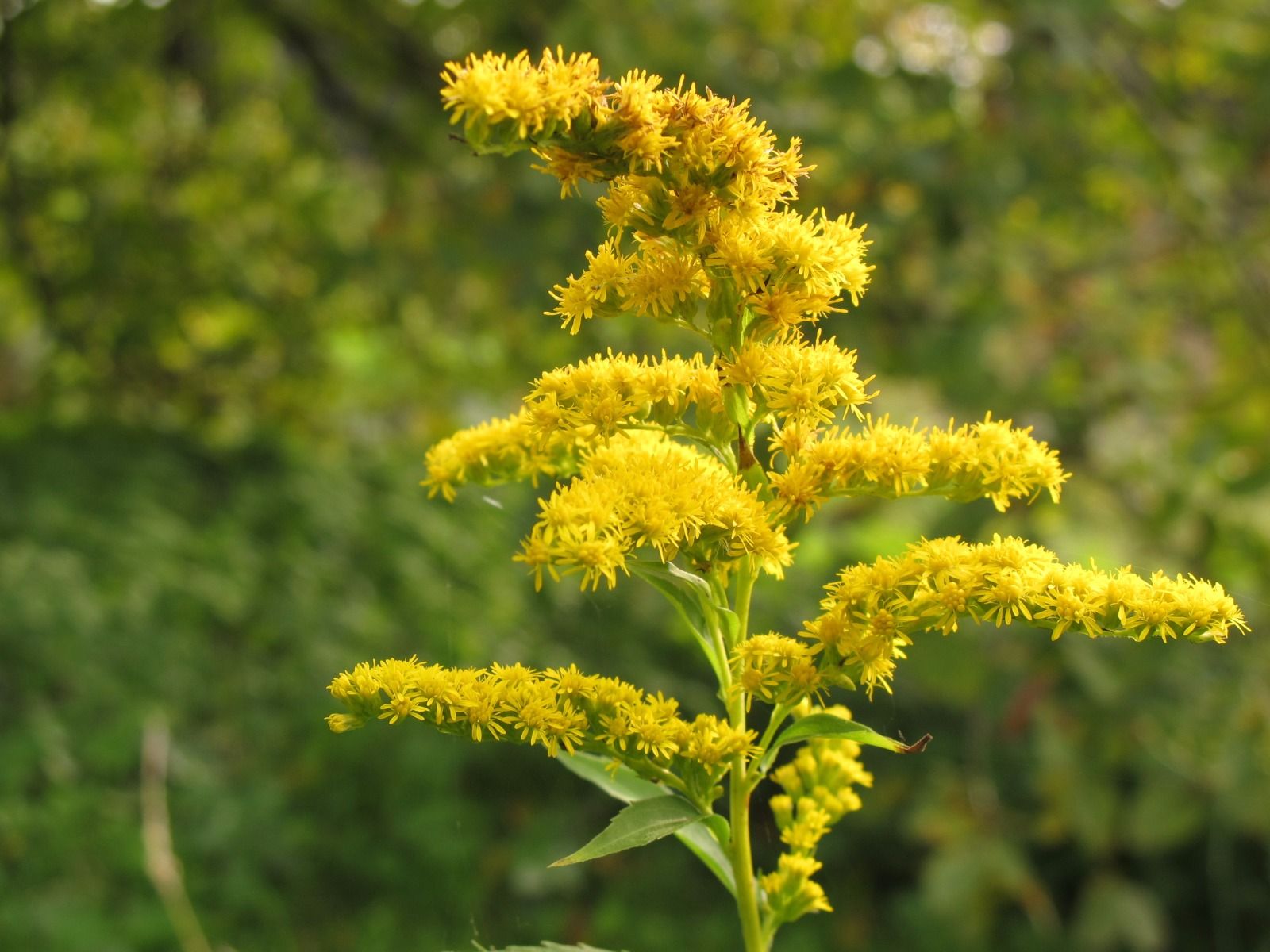 guldenroede kopen gedroogd_plantaardig verven verven met planten wolgoeroe
