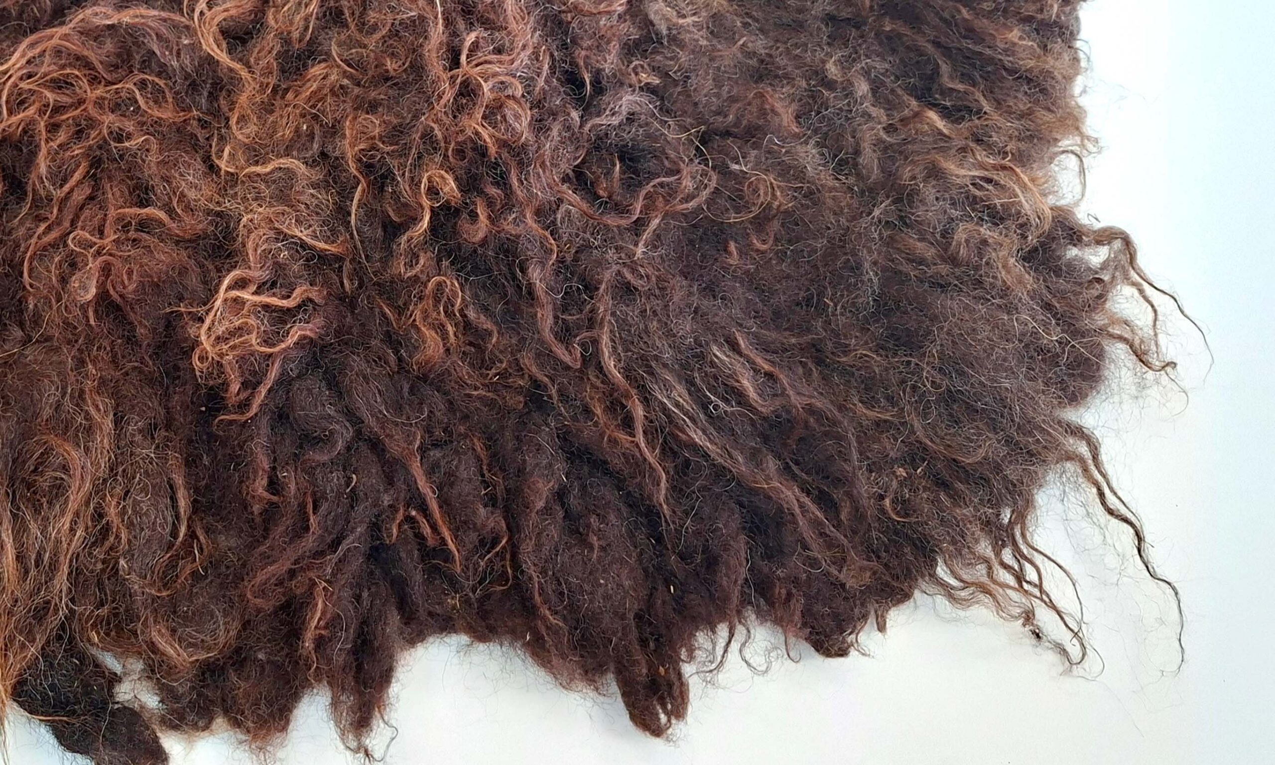 Bruno C 50 x 80 f