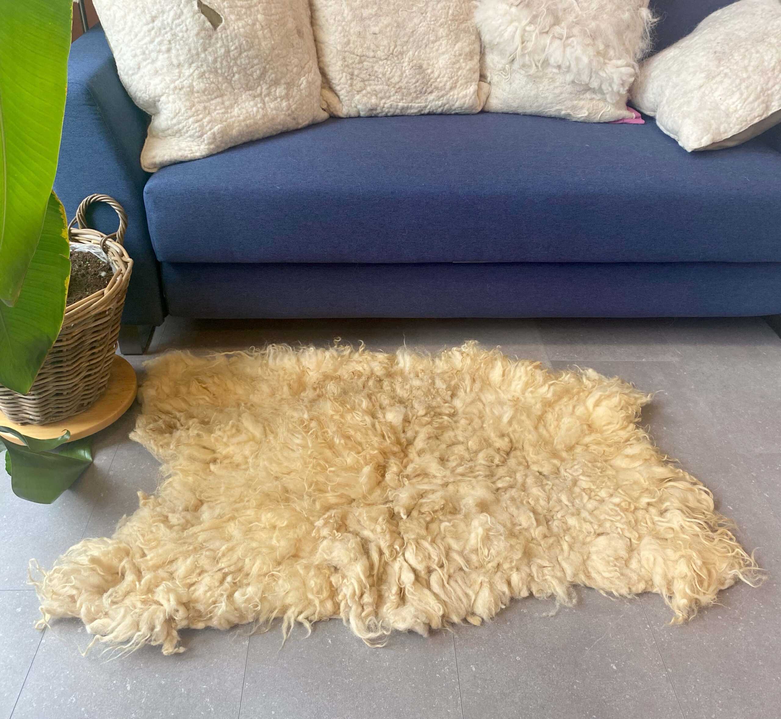 Alison-golden-fleece-2025.19-a