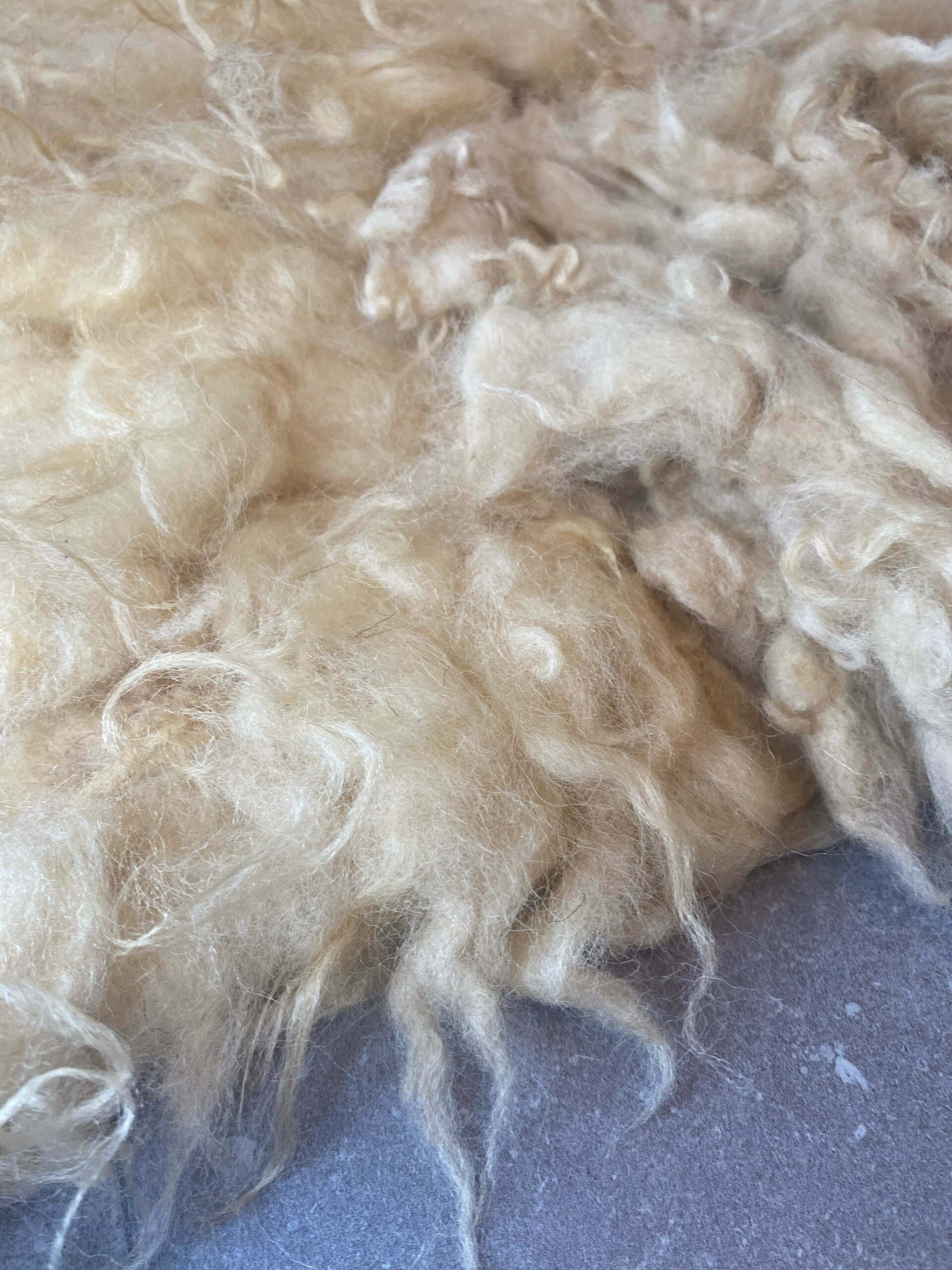 Alison-golden-fleece-2025.19-c