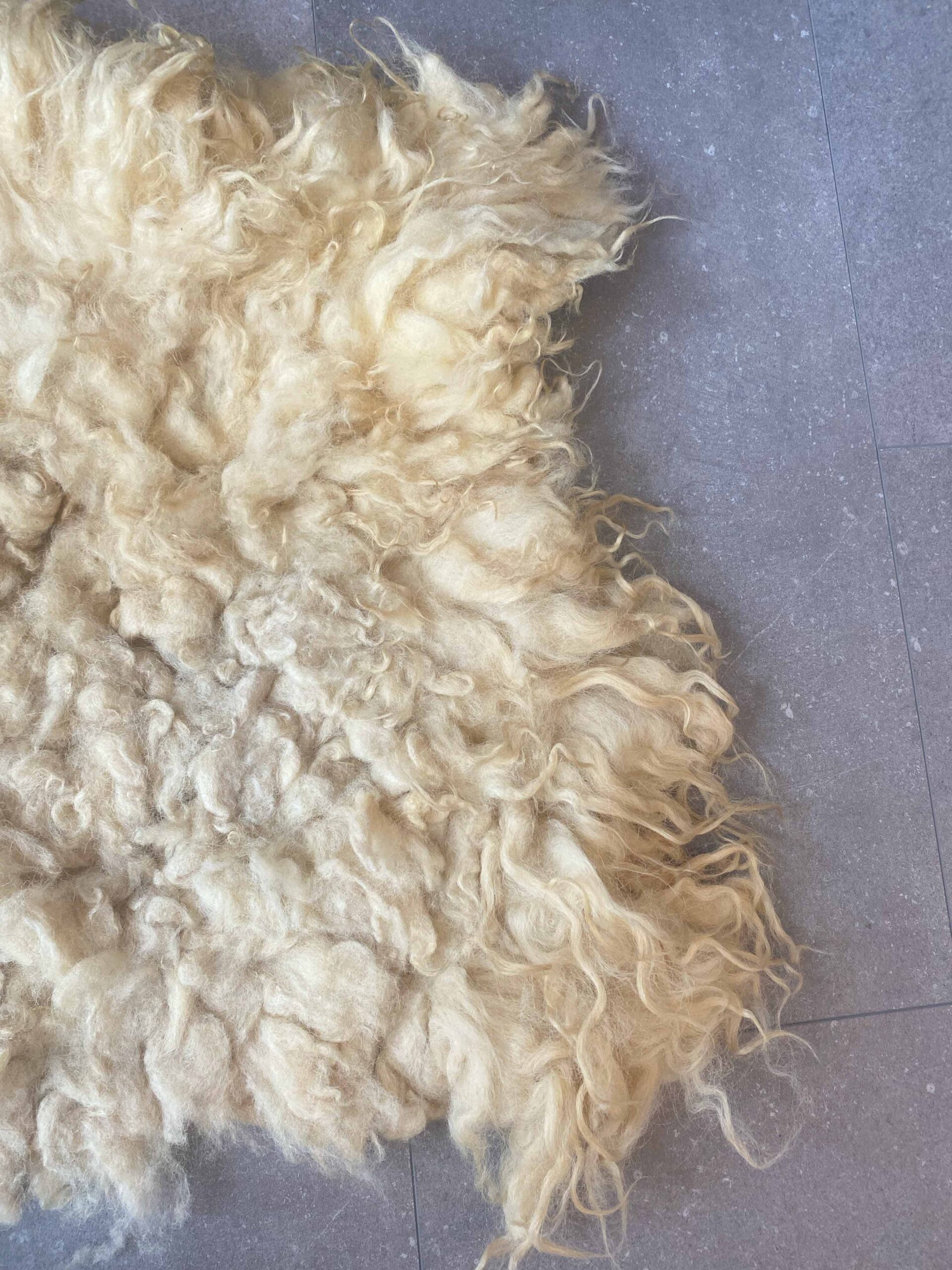 Alison-golden-fleece-2025.19-d