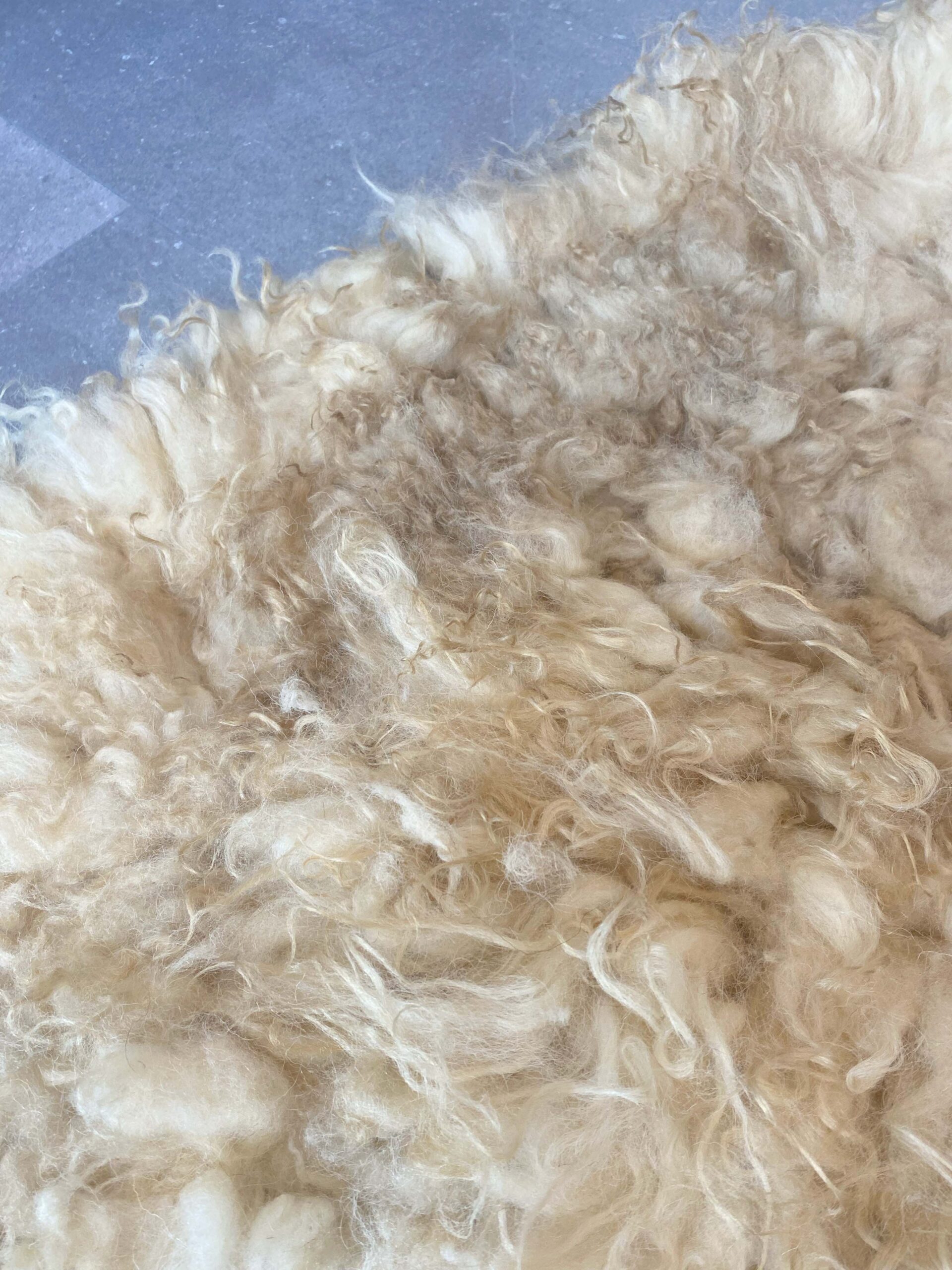 Alison-golden-fleece-2025.19-e